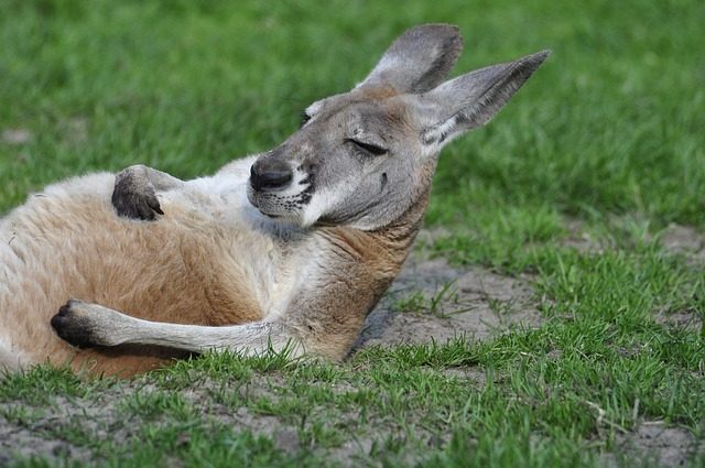 Leleményes kenguru